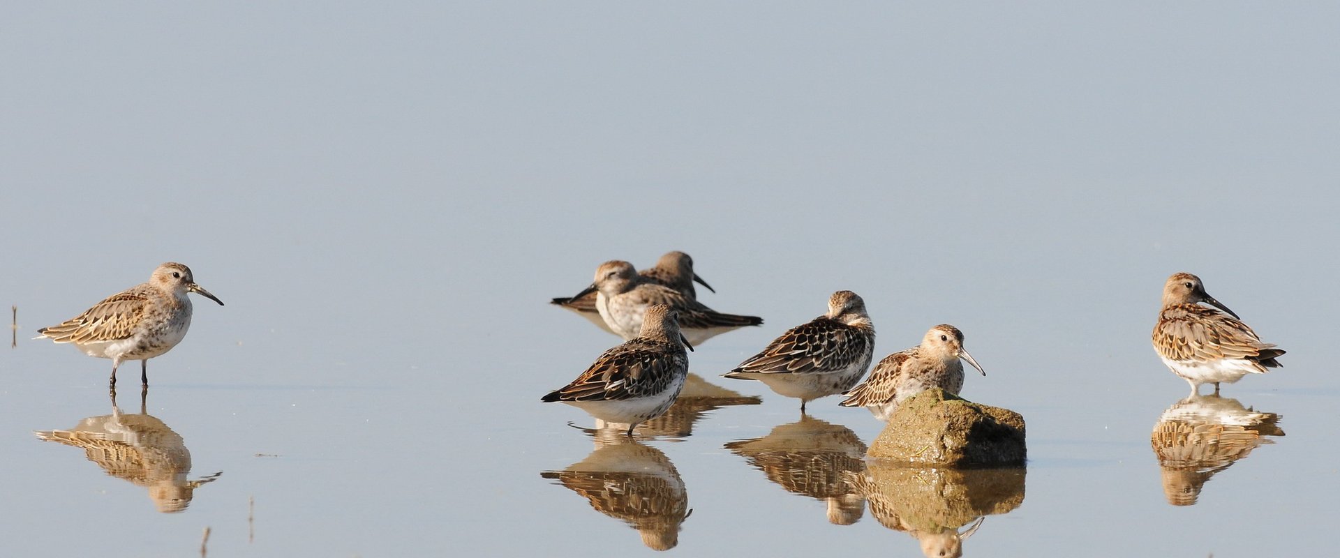 Veranstaltung: AUSGEBUCHT  Amsel, Drossel, Fink und Schnepfe: Exkursion zur Vogelbeobachtung - 25. September 2026 in Treffpunkt: in den Rieselfeldern Münster, Details werden später mitgeteilt