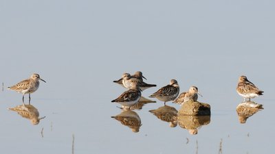 AUSGEBUCHT  Amsel, Drossel, Fink und Schnepfe: Exkursion zur Vogelbeobachtung