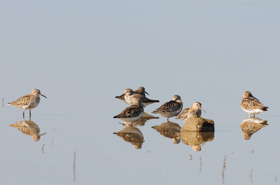AUSGEBUCHT  Amsel, Drossel, Fink und Schnepfe: Exkursion zur Vogelbeobachtung